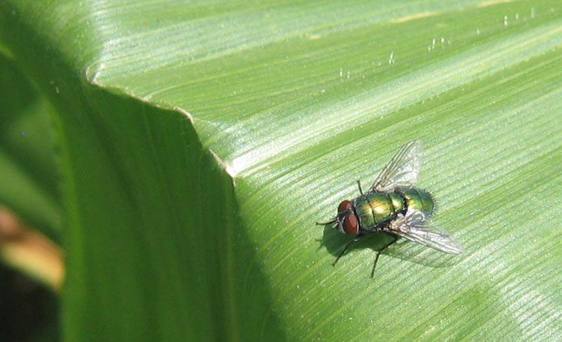 Lucilia sericata M. (Calliphoridae).